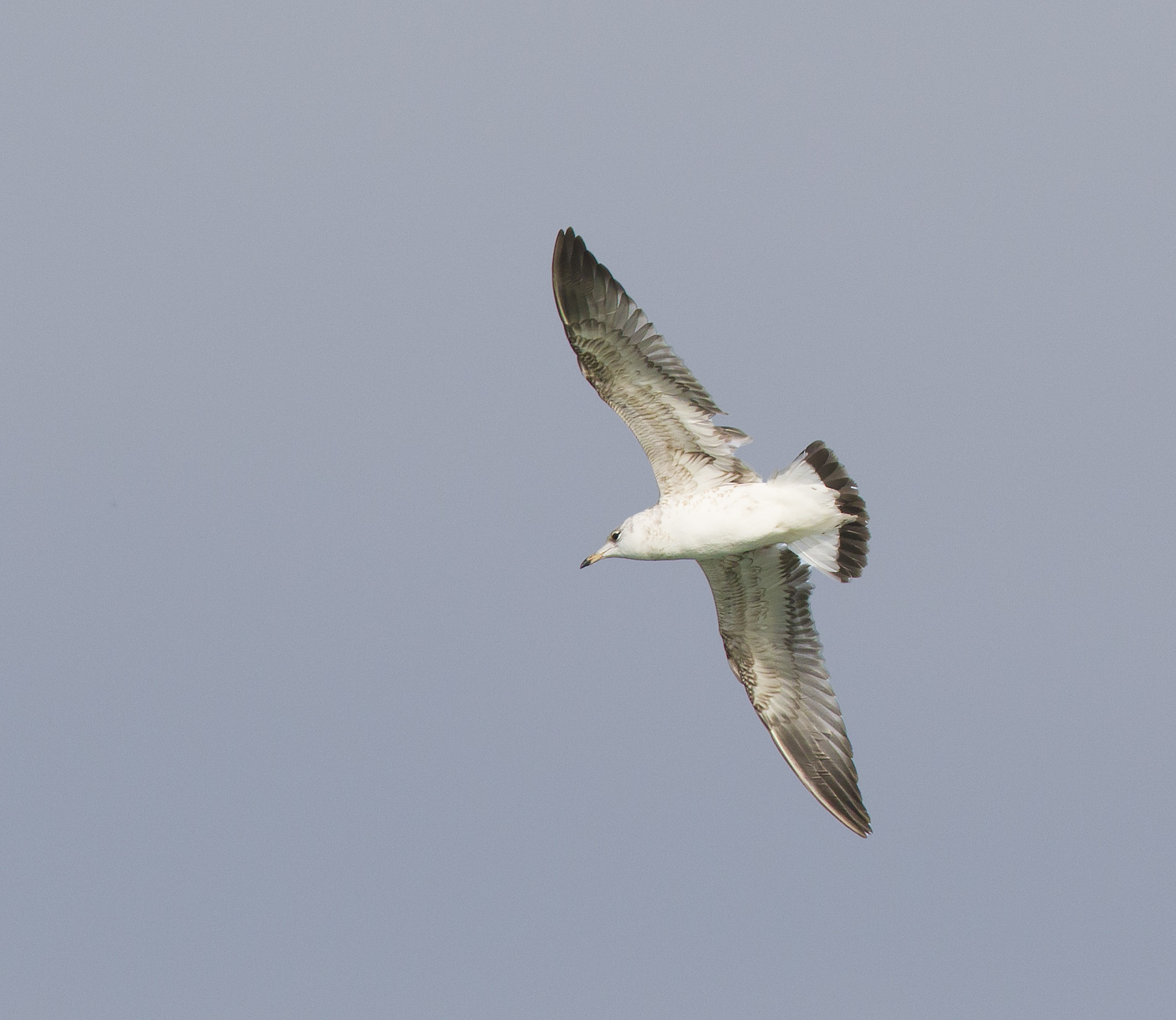 Pallas's Gull